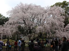 お江戸の大名庭園六義園で枝垂れ櫻を観る