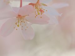 桜咲く 東山動植物園