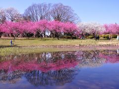 古河桃まつり/PEACH BLOSSOM festival in KOGA