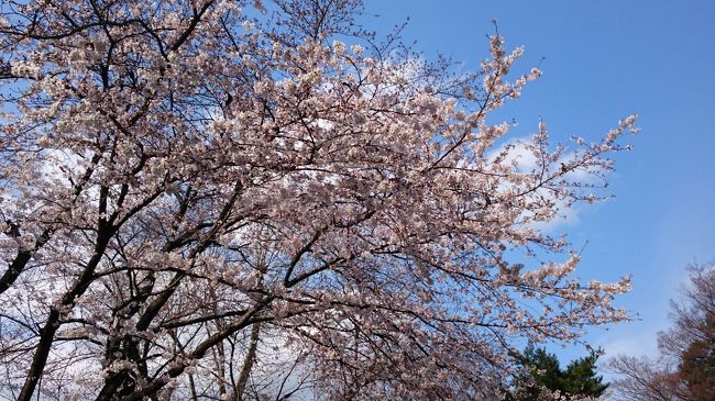 ご近所のお花見散歩、来週は予定が立たない様なので行ってきました。でも、さすがに早すぎて、染井吉野はまだまだでした。