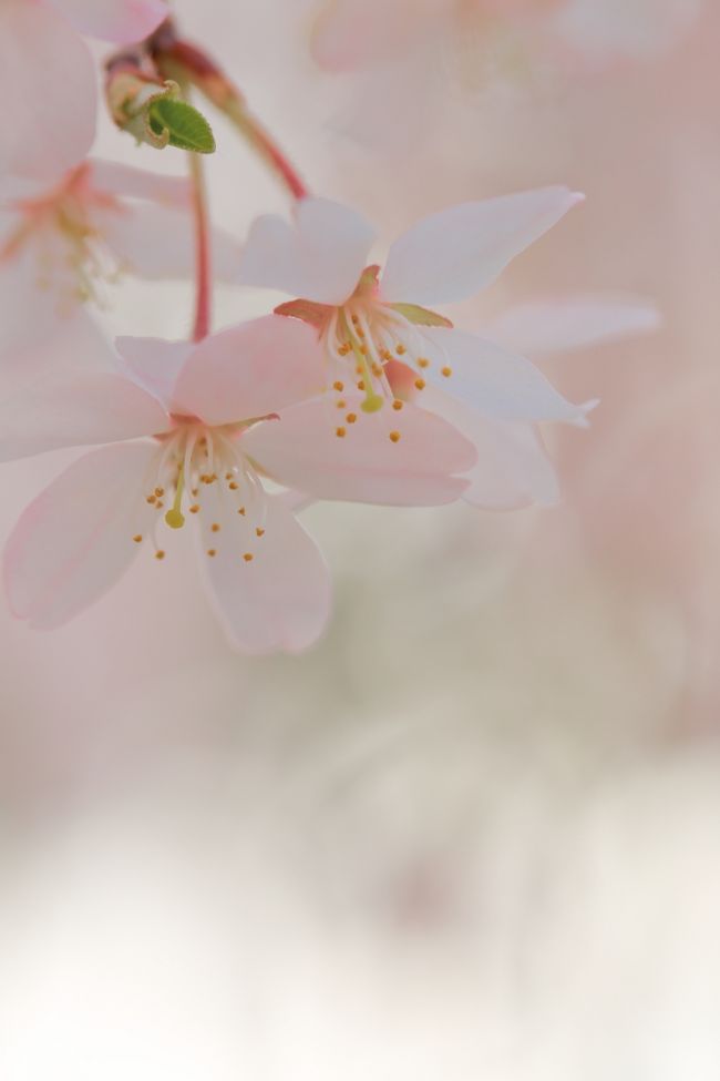 桜が咲き始めた名古屋。<br /><br />穏やかな春の陽気に誘われ、東山動植物園へ行って来ました。<br /><br />現在、3/26(土)〜4/17(日) 桜の回廊 フェスティバルが開催されております。<br />100種 1,000本の桜が3月中旬から4月中旬まで<br />次々と見頃を迎えますので、これから咲き始める桜も愛でれますので、<br />動物園と一緒に楽しむのもよいですよ^^<br /><br />因みに、朝一番で動物園を巡り、<br />お食事タイムを事前にチェックされるのがよろしいかと思います。<br /><br />今回は、植物園へ先に行ってしまったので、お目当ての動物は楽しめませんでした^^;<br />ですが、偶然イケメンゴリラで話題のシャバーニを見る事ができましたよ♪<br /><br />年齢層問わず楽しめる東山動植物園。<br />その魅力がお伝えできれば・・・幸いです。<br /><br />では、はじまり。<br /><br />