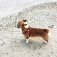 犬連れ、冬の沖縄ビーチリゾート?【1】