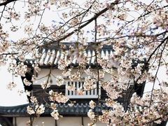 福岡城さくらまつり　桜・夜桜 咲き誇る
