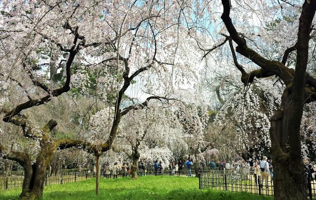 満開まではまだまだですが、早咲きの桜を見に京都に行ってきました。夫と二人でマイカー日帰りの旅です。