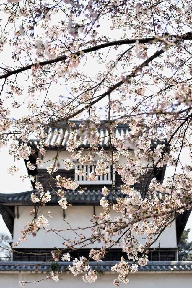 今年の開花状況は停滞気味でした<br /><br />桜の時期は近所の桜見ながら散策し<br />沢山の桜　みるのが楽しみです <br /><br />今日は大濠公園から舞鶴公園　福岡城跡を散策しました<br /><br />３月28日、５分咲き程度だった旅行記も一緒になってます<br /><br />4月2日の夜桜は　満開です<br /><br />大濠公園は大きな池のある水の公園です<br />