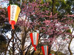 桜には早すぎた一時帰国05★東京★ほとんど咲いていなかった上野公園の桜