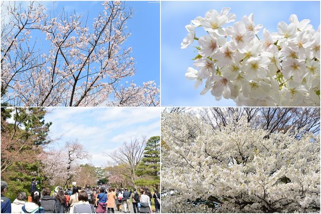 2年ぶりに開催された春の皇居乾通り一般公開へ行ってきました。<br />桜の花はまだ咲いていないと知りつつも、来年は実施されないとのことなので、出掛けたのですが、やはり桜は一分から二分咲き程度でした。<br />桜の花が咲いていないせいか、人出は少なく、ほとんど待つこともなく乾通りを通り抜けることが出来ました。<br />その後は、皇居東御苑で見頃を迎えている早咲きの桜や、六義園の枝垂れ桜を楽しませてもらいました。<br /><br />表紙の写真：左側２枚は乾通りの桜、右２枚は東御苑の桜<br /><br />2年前の一般公開の様子はこちらをご覧ください。<br />http://4travel.jp/travelogue/10874329