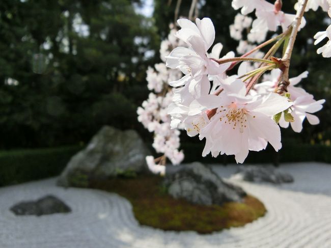 京都（’14 花見)