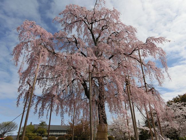 2015年の花見記録です。<br /><br />3/28：京都御苑・本満寺・六角堂・醍醐寺<br />4/4：東寺・六孫王神社・京都御所<br />4/11：仁和寺