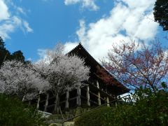 2016早咲きの桜を求めて滋賀県へ≪前編≫◆『蔓ききょう』でランチ～『石山寺』で早咲きの桜