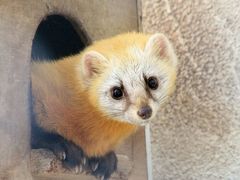 東北レッサーパンダおっかけ＆温泉旅行＜秋田編＞（２）大森山動物園いろいろ＆ふれあい小径や本土の可愛い動物たち～可愛いホンドギツネとホンドテンにうるうる