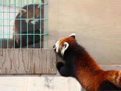 東北レッサーパンダおっかけ＆温泉旅行＜秋田編＞（３）大森山動物園のレッサーパンダ編：長野の茶臼山からお婿に行ったケンシンくん＆まだ若いのに白内障を煩っている風太の息子のユウタくん＆日向ぼっこ出窓越しのユリちゃんとナナおばあちゃん