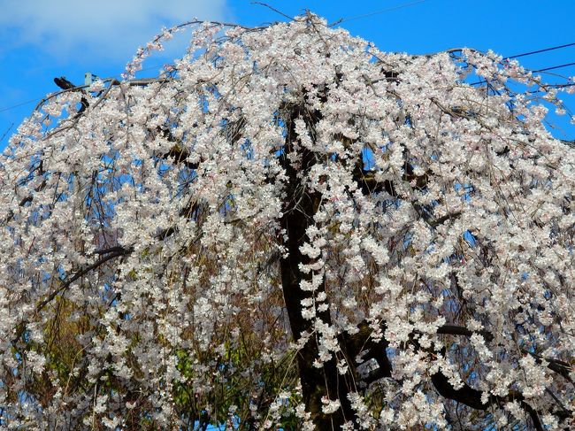 全国各地で桜の開花が始まった３月最後の週末。<br />京都でも気象庁の開花宣言を待ち切れずすでに満開となった桜を見に上品蓮台寺と京都御苑に出かけてきました。
