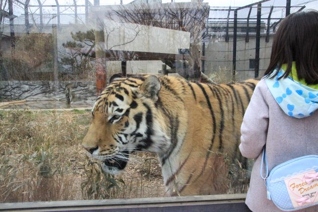 大森山動物園では、動物のおやつ＆飼育員さんのレクチャータイム「まんまタイム」がたくさん設けられています。<br />１日に２回、11時と14時15分にあるレッサーパンダのまんまタイムは私にとって２回とも必須ですが、次にぜひ見たいと思っていたアムールトラは11時20分から、シンリンオオカミは11時45分から。<br />もしかしたら見に行くのは無理かなと思っていたら、案の定、無理でした。<br />レッサーパンダの飼育員さんはお話好きでいろいろ話してくれたので最後まで聞きたかったし、そのときのレッサーパンダのシンゲンくんはとてもゆっくり食べていたので、まんまタイムは11時20分までになりました。<br />シンリンオオカミの方は見に行けたかもしれませんが、その後も、熱心のレッサーパンダさんを交えながら、飼育員さんとお話をしていたので、気付いたときには終わっていました（苦笑）。<br /><br />かといって、アムールトラやシンリンオオカミほか、いろんな猛獣たちの雄姿が見られなかったというわけではありません。<br />食事タイムのときの方が生き生きした姿が見られるのは確かですが、どちらも起きているときに会えましたから。<br /><br />大森山動物園のレッサーパンダは４頭いますが、ユリちゃんとナナちゃんは奥の出窓に顔を出したものの、展示はお休みで、屋外でシンゲンくん、屋内でユウタくんと１頭ずつでしたし、まんまタイムをねらって、食事中の可愛い姿もたくさん見られたので、他の動物たちを見に行く余裕はたっぷりできました。<br /><br />とはいえ、すべての動物をくまなく見ていたら終日いても足らなくなってしまうので、大型動物や猛獣、他の動物園では見る機会が少ない動物を中心に見て回りました。<br />正門に比較的近いレッサーパンダ舎でまんまタイムが２回あったので、園内をだいたい２周しました。<br />川向こうのゾウやキリンのところは１周で、屋内にいたキリンは写真は撮りませんでしたが、アフリカゾウたちは、ちょうどまんまタイムのときに居合わせることができました。<br />レッサーパンダの飼育員さんは、アフリカゾウも担当していました。<br />さらにフタコブラクダも担当しているらしく、フタコブラクダのお散歩のとき、たずなをひいていました。<br /><br />猛獣たちは、アムールトラ、ライオン、シンリンオオカミ、ピューマ、そしてツキノワグマと、なかなか豊富なメンバーぞろいでした。<br />２回は見に行くことができました。２回ともライオンは寝ていましたが、他の子たちは起きている姿が見られましたし、ツキノワグマの檻以外は、ガラス展示で見やすかったです。<br />ツキノワグマの檻はしっかりした鉄柵のある檻で写真が撮りづらく、残念でした。<br />１回目に会えたのはお父さんツキノワグマのミノリくん、２回目はお母さんのルビーちゃんと2012年２月生まれのルイちゃんでした。<br />でも、実はお母さんのルビーちゃんもミノリくんに比べればずっと小柄だったので、子供たちかと思って見ていました。<br />なにしろ、まだ４才のルイちゃんはやんちゃそうで、のっそのっそしていたミノリくんに比べれば、せかせかよく動き回っていて、ルビーちゃんもつられてよく動いていたように見えたからです。<br />アムールトラは一頭ずつの展示で、本日はヒロシくんでした。<br />ガラス越しに頻繁に来園者の前に来てくれて、迫力でした。<br /><br />夕方２週目したとき、アシカの訓練タイムに遭遇しました。<br />アシカのショーや訓練タイムは見る機会が多いのですが、やっぱり動物ごとに個性もあり、訓練の様子も、会得できた技もそれぞれ違うので、見ていると引き込まれます。<br />アシカはバランス感覚がバツグンで、ボールを鼻ドリブルするのは得意で、よく見る技ですが、そのときにヒゲが一斉に広がってボールを包むようにしていたことを、初めて知りましたし、初めて見ました。<br />アシカのヒゲはネコのヒゲのように感覚が鋭いので、そのヒゲでボールの位置を確認しているのだそうです。<br />新しく来たばかりのアイラちゃんの方は、最初の段階の「待て」の訓練をしていました。<br />飼育員さんがエサの魚をもってきているのを知っているので、アイラちゃんはなかなか「待て」ができず、エサがもらえないので、しきりに抗議の声をあげていました（苦笑）。<br />マヤくんの方は、訓練は順調でしたが、おやつの中に好物のサバが入っているか気になって、何度もバケツの中をのぞきにきました（笑）。<br />なにしろ、お魚は訓練のご褒美なので、マヤくんの好物は最後にとっておかれますから、なかなかもらえないのです（苦笑）。<br />というわけで、愉快なシーンが続すてので、はじめはスルーしようかと思っていたのですが、最後まで見学してしまいました。<br /><br />＜東北レッサーパンダおっかけ＆温泉旅行・福島＆秋田（２）秋田・大森山動物園編の旅行記のシリーズ構成＞<br />□（１）二本松・福島から秋田へ＆前泊のこまちの湯ドーミーイン秋田と秋田グルメとみやげ編：きりたんぽ屋できりたんぽを食べず@<br />□（２）大森山動物園いろいろ＆ふれあい小径や本土の可愛い動物たち～可愛いホンドギツネとホンドテンにうるうる<br />□（３）大森山動物園のレッサーパンダ編：長野の茶臼山からお婿に行ったケンシンくん＆まだ若いのに白<br />内障を煩っている風太の息子のユウタくん＆日向ぼっこテラス越しのユリちゃんとナナおばあちゃん<br />■（４）大森山動物園の雄々しき猛獣たちと愉快な草食動物たち～鼻先がちぎれたアフリカゾウの花子さんやラクダの園内散歩<br /><br />大森山動物園の公式サイト<br />http://www.city.akita.akita.jp/city/in/zoo/default.htm<br /><br />＜タイムメモ・秋田・大森山動物園編・詳細＞<br />【2016年３月19日（土）】<br />17:37　二本松駅発JR東北本線に乗車<br />18:02　福島駅着<br />18:18　やまびこ147号仙台行きに乗車<br />（予約してあった19:10発をみどりの窓口で変更）<br />18:42　仙台駅着<br />18:54　仙台発こまち29号に乗車<br />（予約してあった19:54発を変更）（夕食は駅弁）<br />21:06　秋田駅着<br /><br />【2016年３月20日（日）】<br />06:40　起床<br />07:20-07:50　ホテルのバイキング朝食<br />08:10　チェックアウト<br />08:25　秋田駅発のバスに乗車（500円）<br />09:01　大森山動物園に到着<br />（開園は通常期の09:00）<br />09:05　大森山動物園に入園<br />09:10-09:15　売店で買い物<br />09:15-09:20　アフリカタテガミヤマアラシ<br />09:25-10:15　レッサーパンダ<br />10:15-10:20　カピバラ<br />10:20-10:30　キツネ・タヌキ～ミーアキャット<br />10:40-10:50　フンボルトペンギンのまんまタイム<br />（10:20-11:00頃　小雨が降る）<br />10:50-12:20　レッサーパンダ<br />（11:00-11:20　レッサーパンダのまんまタイム）<br />12:35-12:40　カピバラ<br />12:45-13:10　王者の森の猛獣たち<br />13:10-13:30　森のこまちでみそラーメンランチ休憩<br />13:35-13:50　アフリカゾウ<br />（13:40～アフリカゾウのまんまタイム）<br />14:00-14:05　チンパンジー<br />14:10-14:45　レッサーパンダ<br />（14:15～レッサーパンダのまんまタイム）<br />14:50-15:00　フタコブラクダの園内散歩を見学<br />15:20-15:30　オオカミ・ツキノワグマ<br />15:30-15:40　ホンドテン・カンガルー<br />15:40-16:05　アシカのトレーニング<br />16:10-16:15　キョン<br />16:20　大森山動物園を出る<br />（閉園は通常期の16:30）<br />16:47　秋田駅行きの最終バスに乗車<br />17:25頃　秋田駅に到着（定刻）<br />17:30-18:15　秋田きりたんぽ屋で夕食<br />18:20-18:30　駅ビルで秋田みやげの買い物<br />19:11　秋田駅始発こまち38号に乗車<br />22:38　大宮駅着<br />23:30頃　帰宅<br /><br />※これまでの動物旅行記の目次を作成済。随時更新中。<br />「動物／動物園と水族館の旅行記～レッサーパンダ大好き～　目次」<br />http://4travel.jp/travelogue/10744070<br />