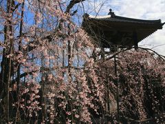 小川町カタクリとレッサーパンダ動物園で春を満喫（１）しだれ桜に迎えられた西光寺＆小川町と動物園のすがすがしい春の花々