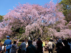 ２０１６　六義園　枝垂れ桜　開花　上