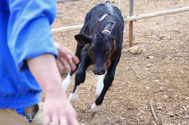 またヤギの赤ちゃんとウシの赤ちゃんが生まれたというので、見に行きました！<br />動物園にヤギはよくいます。埼玉こども動物自然公園でも赤ちゃんは毎年のように生まれているようです。<br />でも、それを当たり前と思ってはいけなかったのです。<br />このあいだ、おなかが大きかったフクちゃんは、初産で難産のために亡くなってしまいました。おなかにいた２頭のオスの赤ちゃんも助かりませんでした。<br />ミゾレちゃんは母体は無事でしたが、赤ちゃんは死産でした。<br />３月６日に生まれたランちゃんの赤ちゃんは、元気いっぱいでした。<br />母子用に設けられたパドックの中で、走り回るわ、壁飛びするわ、お母さんの背中に乗るわ。<br /><br />ほかに、ふれあいコーナーでは、１月生まれの子羊の赤ちゃんたちが、大人のパドックに仲間入りしていました。<br />前回、柵越しでなんとか見られたアルパカの赤ちゃんは、今回は期待どおり、母子ともに公開されていました。<br />真っ白ですらっと足が長くスマートな赤ちゃんです。<br />いずれ母子ともども、那須どうぶつ王国に戻ってしまうでしょうから、今のうちに会えて良かったです。<br /><br />というわけで、正門からレッサーパンダ・エリアに行く途中にあるおかげもあって、ヤギたちがいるふれあいコーナーは、いまやスルーするのが惜しくなったエリアの一つです。<br /><br />子ウシの赤ちゃんは、前回２月28日の訪問後に２頭生まれて、生後一週間で乳離れし、外の運動場に出ていました。私が訪れたとき、赤ちゃん同士で頭突きしあっていました。<br />ウシは巨体で、のそーっと動くイメージがありますが、まだスマートな子ウシは、子馬みたいに元気に飛び跳ねるように走り回ります。<br />いや、大人のウシでも、闘牛あんなかんじなのかしら。<br />私が訪れたときは、ウシたちはバックヤードに戻る時間でしたが、子ウシたちはいつもなかなか牛舎に帰りたがらないようで、飼育員さんたちがちょっと手こずっていました。<br /><br />今回の埼玉こども動物自然公園訪問は、午後１時すぎから閉園時間の５時まででしたので、レッサーパンダとコアラを２大ミッションとし、その周辺の動物たちを訪れました。最近のパターンです。<br /><br />最初に東園のコアラを訪れたので、コアラ展示舎のニューフェイスのシマオイワ（縞尾岩）ワラビーにも会えました。４頭いるはずですが、小屋に入っていた１頭にかろうじて。<br />それから温泉カピバラにも、昔からいるベネットアカクビワラビーにも会えました。<br />カピバラの彦馬父さんのための新しい温泉も見られました。<br />もっとも、午後はだいぶ気温が高くなっていたので、彦馬父さんは温泉に入らず、隣の囲いの子供たち孫たちの方を見ていました。<br /><br />その後、北園に向かい、なかよしコーナーに寄った後は、乳牛舎を覗き、マヌルネコもちゃんとカメラに収め、レッサーパンダやミーアキャットがいるエリアをラストとしました。<br />途中、キリンとマーラ・ヒメマーラをスルーせざるを得なかったのは残念ですが、時間に限りがあるので仕方ありません。<br /><br />レッサーパンダ・エリアでは、ヒーターで暖まるミーアキャットや、ヤブイヌはバッチリ！<br />ヤブイヌのオハギちゃんは今回も人なつっこく、可愛らしかったですが、今回は両親のユウキくんとアズキちゃんが一緒に走っているところが撮れました。いつも一緒に行動しているカップルなのです。<br />フェネックは、耳たれちゃんでない方の女の子の写真が久しぶりに撮れました。最近、奥に引っ込んでいて、あまり姿を見せてくれなかったのです。<br />耳たれちゃんは男の子だったというのは、今回初めて知りました。<br />そして、きっとみんなが心配するせいでしょう、治療中なので温かく見守ってください、という張り紙が増えていました。<br /><br />＜８度目となった小川町カタクリ詣は今年2016年も埼玉こども動物自然公園とハシゴの贅沢な１日に＞<br />□（１）しだれ桜に迎えられた西光寺＆小川町と動物園のすがすがしい春の花々<br />□（２）薄紫が光に透ける見頃はじめの初々しいカタクリたち<br />□（３）埼玉こども動物自然公園（前編）食欲旺盛なコアラたちとのんびりせかせかレッサーパンダたち～ナツちゃん、ひさしぶり！<br />■（４）埼玉こども動物自然公園（後編）小さな赤ちゃん大きな赤ちゃん、こんにちは！～温泉カピバラ・ヤギっ子ウシっ子アルパカっ子<br /><br />カタクリの開花状況を確認した小川町の公式サイト（３月22日）<br />http://www.town.ogawa.saitama.jp/0000001414.html<br />埼玉こども動物自然公園の公式サイト<br />http://www.parks.or.jp/sczoo/<br /><br />＜タイムメモ＞<br />07:05頃　家を出る<br />08:04　小川町駅に到着<br />08:20　小川町駅発パークヒル行きバスに乗車<br />08:26頃　伝統工芸館前に到着<br />09:00-09:25　西光寺<br />09:30-11:25　カタクリとニリンソウの里<br />11:45　伝統工芸館に戻る<br />12:07　伝統工芸館前発のバスに乗る<br />12:18頃　小川町駅に到着<br />12:23　小川町駅発東武東上線快速に乗車<br />12:39　森林公園駅発の急行に乗換え<br />12:57　高坂駅前発の鳩山ニュータウン行きのバスに乗車<br />13:05　埼玉こども動物自然公園に入園<br />13:20-14:10　東園のコアラ<br />（13:00～コアラのユーカリ交換＆飼育員のお話）<br />14:10-14:20　ミナミコアリクイ・シマオイワワラビー<br />14:25-14:55　ランチ休憩<br />15:00-15:15　カピバラ・ワラビー<br />15:30-15:50　北園のなかよしコーナー<br />15:50-15:55　子牛たち<br />15:55-16:00　マヌルネコ<br />16:00-16:20　レッサーパンダ<br />16:20-16:25　ミーアキャット・フェネック<br />16:25-16:30　ヤブイヌ<br />16:30-16:45　レッサーパンダ<br />17:00頃　動物園を出る<br />18:00頃　帰宅<br /><br />※これまでの動物旅行記の目次を作成済。随時更新中。<br />「動物／動物園と水族館の旅行記～レッサーパンダ大好き～　目次」<br />http://4travel.jp/travelogue/10744070<br /><br />