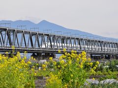 富士川河川敷から眺める富士山・菜の花・鉄道の絶景（静岡）