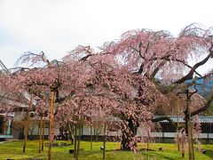 2016 醍醐寺と京都御苑　早咲の桜を求めて。