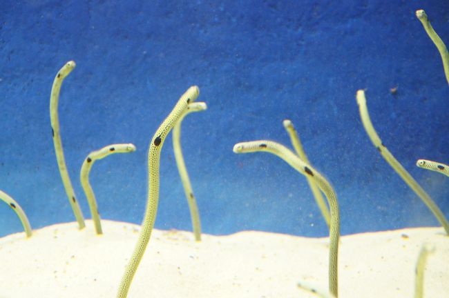 高崎山のおさる達の後は、水族館。うみたまご、ってぇのが愛称のようです。セット券じゃなかったら、入らんかったかもですが…のんびりとお魚やら海獣やら見学できましたね。