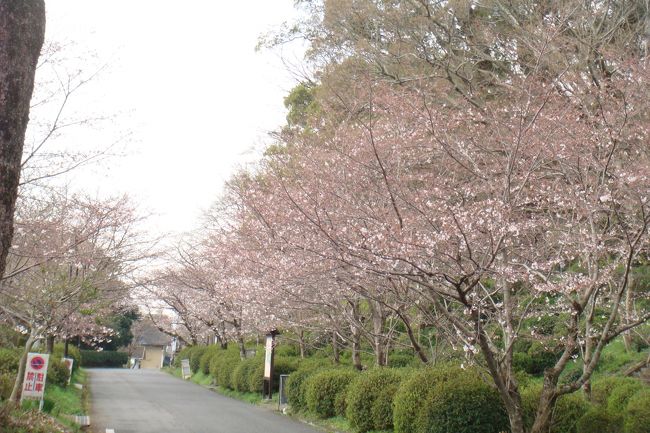 早春佐賀県内の北部側を１泊２日で回る計画。２７日午前８時道の駅大和を出発。この日日曜ということもあり駐車場は背振山系に登山する方がかなり駐車していました。多久に向けて走行していると川一面にもうこいのぼりがなびいていましたよ。途中小城公園に立ち寄りするとこの日公園のあちこちに桜の開花三分咲き。この木の下で九州の大学のテニスの大会参加選手が食事していましたよ。次の目的地多久聖廟は、中国の孔子をまつった社殿がありこの日たまたま社殿内に入ることができました。普段見ることができない龍の装飾、像などが見れてとてもラッキー。昼から有田の県立陶磁文化館に行き無料で江戸時代以降の焼き物を見学しました。陶器好きの皆さんは有田陶器祭りに行った際に立ち寄ってみては。夕方まで時間があった関係で上有田付近までぶらっと歩いて陶器散策しましたが日曜なのにあまり店が開いていなくて残念。街なかは陶器市に向けて準備中。<br />