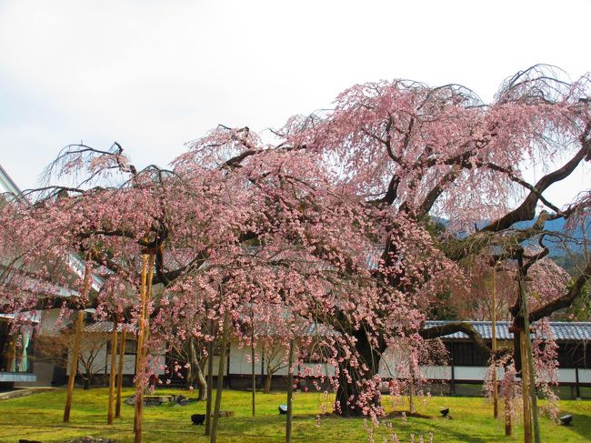 2016年　最初の花見は　醍醐寺　本満寺　京都御苑　<br /><br />醍醐寺　地下鉄　醍醐駅　徒歩10分<br /><br />本満寺　京阪　出町柳駅　徒歩10分<br /><br />京都御苑　地下鉄　今出川駅　または　丸太町駅　すぐ