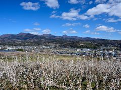 見渡す限りの梅花に魅せられ、東日本一の梅の郷・ぐんま三大梅林を訪う【前編】 ～蒼天の下に12万本の梅が咲き誇る「榛名梅林」へ～