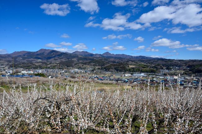 梅花を求めて群馬県への旅。。。<br /><br />ここ数年、春を告げる恒例行事として観梅の旅へ出かけているのですが、今年はまだ満足のいく光景に出会えずじまい。<br />もう3月も下旬ですが、どこかいいスポットがないかと物色してみると、「ぐんま三大梅林」と称される大規模な梅林があって、なんとかギリギリ咲いている様子。<br />そこで今回は、その「ぐんま三大梅林」のうち「榛名梅林」と「箕郷梅林」の2つの梅林を訪れてみることに。<br /><br />最初に訪れた「榛名梅林」には、なんと12万本もの梅が栽培されていて、蒼天の下、咲き誇る白梅と榛名の山々とのコラボによる雄大な景色を一望するとともに、圧倒的な規模の梅林の中をゆっくりと散策することができ、もう心ゆくまで梅花を楽しむことができました♪<br /><br />こんな大規模な梅林が3つもあるなんて………群馬恐るべし。。。<br /><br />【 旅の行程 】<br />・東京駅 ~ 高崎駅 ~ 榛名梅林 ~ 箕郷梅林(蟹沢会場)<br /><br />【見渡す限りの梅花に魅せられ、東日本一の梅の郷・ぐんま三大梅林を訪う】<br />・旅行記後編 ~雲海のごとく梅花が埋め尽くす「箕郷梅林」&難攻不落の名城・箕輪城跡へ~<br /> http://4travel.jp/travelogue/11118581<br /><br /><br />【 観梅の旅 】<br />・勇壮な山伏が集い、燃え盛る焔が天に昇る・・・早春の高尾山散策へ♪ ~高尾梅郷梅まつり、高尾山薬王院参詣&高尾山火渡り祭~<br /> http://4travel.jp/travelogue/11113290<br />・早春の熱海温泉そぞろ歩き【後編】~早咲きの梅と桜のコラボレーション♪ 2015 熱海梅園梅まつり & 糸川桜まつり~<br /> http://4travel.jp/travelogue/11098646<br />・(思いがけず)早春の相模路をぶらりゆく旅【1】~4,000本の梅花が春を告げる…「2014 湯河原梅林・梅の宴」へ~<br /> http://4travel.jp/travelogue/10867509<br />・古都京都の四季をゆく・早春編【4】~菅原道真公も愛した、梅の馥郁たる香りに包まれる北野天満宮へ~<br /> http://4travel.jp/travelogue/10770831<br />・偕楽園と弘道館の梅に酔う~2012「水戸の梅まつり」と水戸城下街散歩~<br /> http://4travel.jp/travelogue/10655518