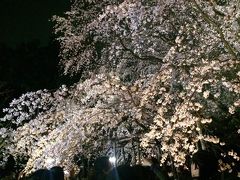 六義園の枝垂夜桜