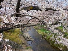 岩倉市五条川の桜はもうすぐ満開