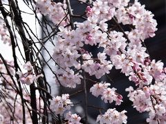 京都四条祇園・八坂神社の桜