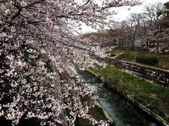 いつもの街のあの場所で お散歩しながら桜を愛でよう！(瑞穂グランド 山崎川四季の道)