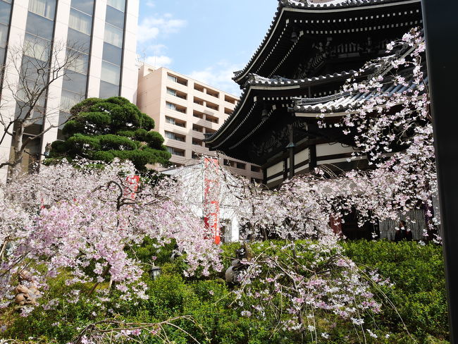 春の京都旅！<br />早咲きの桜は満開でした♪<br />また来月、都をどりを見に京都に行く予定です。<br /><br />１日目<br />JR京都駅→嵯峨嵐山駅→天龍寺→ランチ「嵯峨とうふ稲」→大悲閣千光寺→おやつ「嵐山おぶう」→嵐電で四条大宮→阪急で烏丸駅へ→ホテル「からすま京都ホテル」<br /><br />２日目<br />六角堂→鴨川ぶらぶら→ランチ「権兵衛」→八坂神社→高台寺→おやつ「うめぞのCafe＆gallery」→京都駅へ