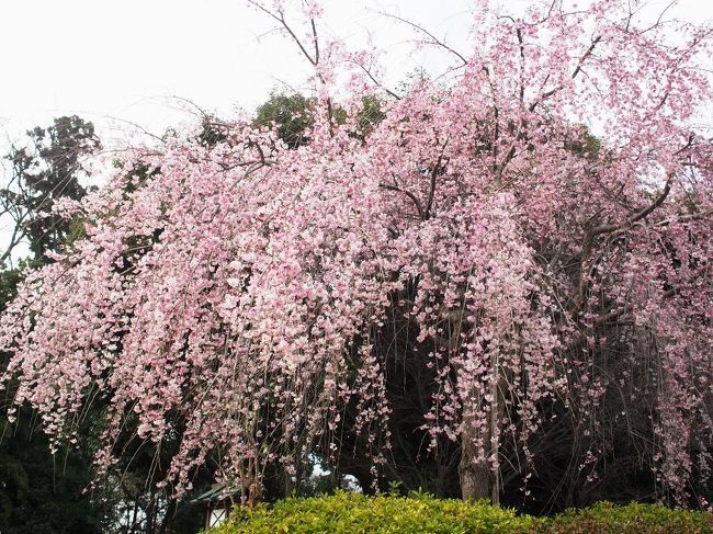 あえて「桜・桜・桜」としつこい題名をつけてみました。(笑)<br /><br />今年は桜の開花が早まる予報が出ていましたが、３月に入り寒い日が<br />続いた為か、東京近郊の桜は４月の頭に見頃を迎えるらしい。<br /><br /> 友人との都合が合い、出掛ける事になったけど･･･当初は満開予定だった<br />桜もまだ３分咲き・５分咲き程度らしい。お花見に行くには早いかも。<br /><br />ではプチ鉄子気分で「ローカル線」の旅に行くのはどう？<br /> 銚子電鉄に乗って、海見て海鮮でも食べて温泉でも入るとか？<br />･･･友人が最近仕事が忙しいみたいだから、朝早くは起きられないか。<br /><br />じゃぁ〜、前から１度行きたいと思っている千葉の「野田」に行くのは？<br />キッコーマンの工場も上手くいけば見学出来るし･･･<br />何より御朱印好きとして１度は「櫻木神社」に行ってみたい〜。<br /><br /> 櫻木神社と言えば「御朱印ガール」にはお馴染みの可愛い御朱印帳がある<br />神社として有名。いただける御朱印も桜柄でとても綺麗。<br />しかも桜の時期には毎年、限定の御朱印帳も出るし桜も綺麗だと言う噂･･･<br /><br />気になったら「検索」だ！すると29日は桜の木を観測する特別な日らしく<br />「さくらの日」と呼ばれてるらしい。当日限定の御朱印も出るんだとか･･･。<br />しかもTwitterで「枝垂桜が綺麗だった〜」なんてつぶやかれている。<br /><br /> 限定御朱印だと･･･ナイスタイミング〜♪　私、呼ばれていますよね？？<br /><br />前編　「キッコーマン工場見学」▼<br />http://4travel.jp/travelogue/11116924