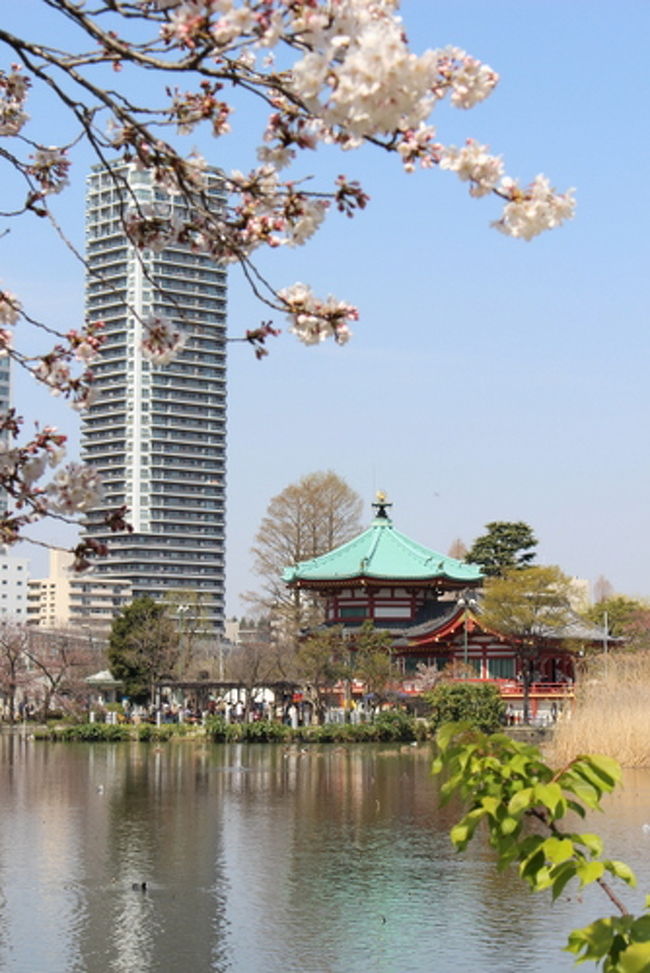 3月29日、春めいた陽気に誘われ、上野・不忍池周辺をぶらつきました。<br /><br />桜はまだ五分咲きといったところでしたが、大勢の外国人観光客が目立ちました。<br /><br />