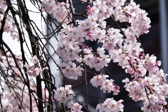 そうだ、京都に行こうと思い「おけいはん」で京都の桜と祇園・八坂神社と丸山公園の桜をカメラに収めてきました。