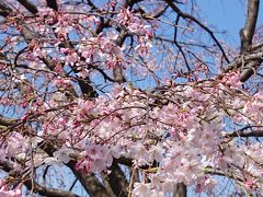 やっと春が来た！辻井伸行さんのリサイタル・メトロポリタン丸の内『テンクウ』・千葉公園で花見