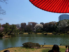 ２０１６　六義園　枝垂れ桜　開花　下