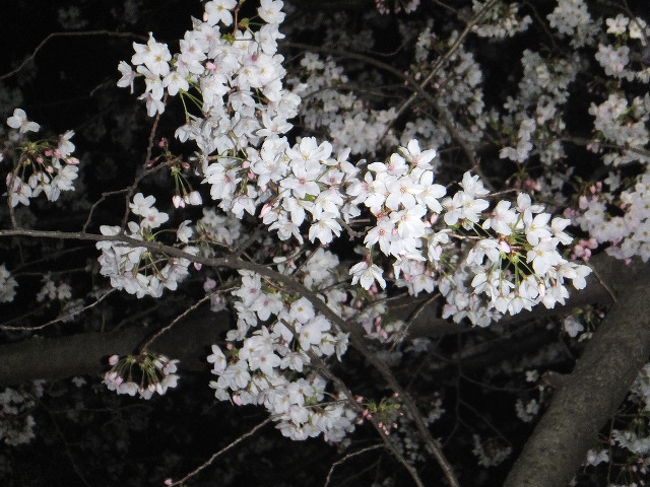 善福寺川緑地に夜桜を観に行ってきました。