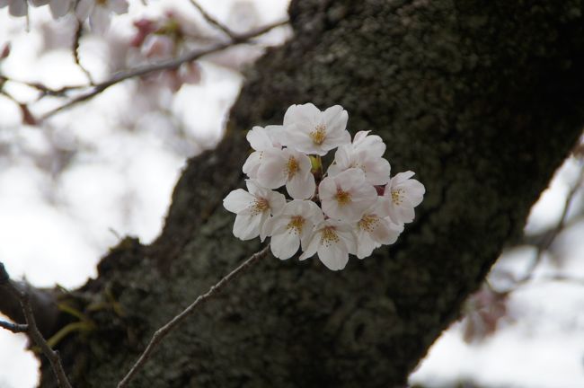 20160330 別府 大陸さん、別府冷麺 → 別府公園で咲き始めの桜を眺めたり → ろばた仁さん、かぼすぶり刺身とか