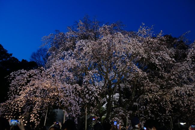 いただいた都立動物園・水族園＆都立9庭園共通入園券の使用期限が3月31日と迫っていたので、無駄にするのは勿体無いけど、動物園・水族園まで足を延ばしてる余裕も無かった3月最後の日曜日、某旅行会社のパンフレット配りのバイトを午前中で終えて、お昼を済ませた後（あくまで余計な出費は控えたいPHOです）出かけてみました。<br />開花宣言は出ていたものの、肌寒い日が続いて、ソメイヨシノは全く期待出来ません。よって、一足先に咲くはずの枝垂れ桜を狙って小石川後楽園〜六義園へ。<br />六義園〜小石川後楽園の順で廻ると、文京区バスB−ぐるのルートに沿うので、300円で済むのですが、ライトアップしてるのは六義園だけなので、そちらを後回しにせざるを得ません。<br />となると、もう98円使って、有意義に時間を活用しようと、JRにも乗りました。毎度セコい金銭感覚でスミマセン。<br /><br />ちなみに、この日の枝垂れ桜の見頃情報（多数のサイトで確認した平均）では、小石川後楽園が5分咲き、六義園がほぼ見頃でした。<br />果たして、それは正しかったのでしょうか？？<br /><br /><br />小石川後楽園は、東京都文京区後楽一丁目に在る都立庭園です。<br />江戸時代初期に水戸徳川家の江戸上屋敷内に造られた築山泉水回遊式の日本庭園（大名庭園）で、国の特別史跡及び特別名勝に指定されています。<br />https://ja.wikipedia.org/wiki/%E5%B0%8F%E7%9F%B3%E5%B7%9D%E5%BE%8C%E6%A5%BD%E5%9C%92<br /><br />六義園は、東京都文京区駒込6丁目に在る都立庭園です。<br />徳川五代将軍・徳川綱吉の側用人・柳沢吉保が、自らの下屋敷として造営した大名庭園です。特別名勝に指定されています。<br />https://ja.wikipedia.org/wiki/%E5%85%AD%E7%BE%A9%E5%9C%92