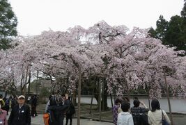 2016春、京都の桜(2/13)：醍醐寺(2)：境内の枝垂れ桜、三宝院、大玄関、表書院