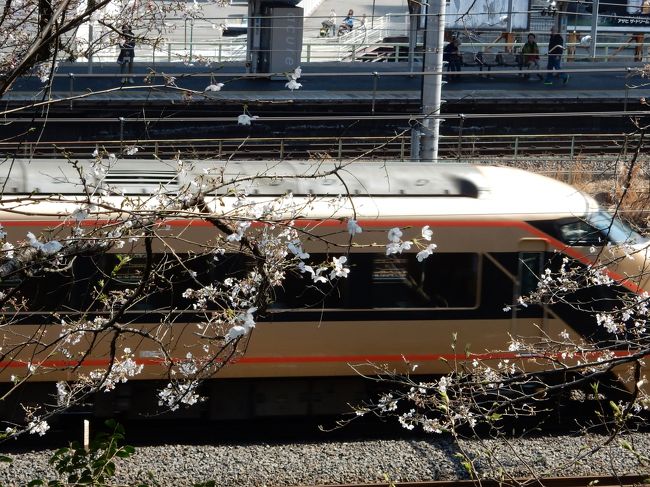 バンクーバーから帰国した翌日。なかなか咲かなかった東京の桜が見ごろを迎えていました。<br />休暇を取っていたので、午前中は王子駅前の飛鳥山公園<br />http://www.asukayama.jp/stroll/<br /><br />今週末がピークかもしれません<br />