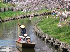 埼玉県川越市氷川神社した桜　2016