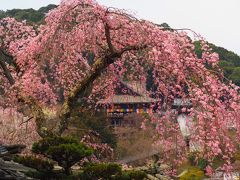 桜の長谷寺へ