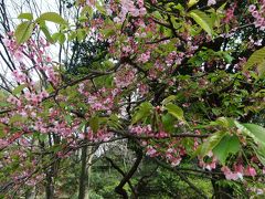 今年の県立三ッ池公園のさくら