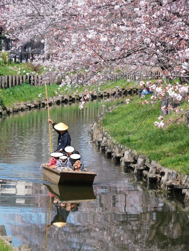 　川越市氷川神社下、新河岸川沿いの桜の見学です、ついでに川越市私立博物館と美術館の下見をしました。<br /><br />写真は今週土曜日の船下りのテストの様です！