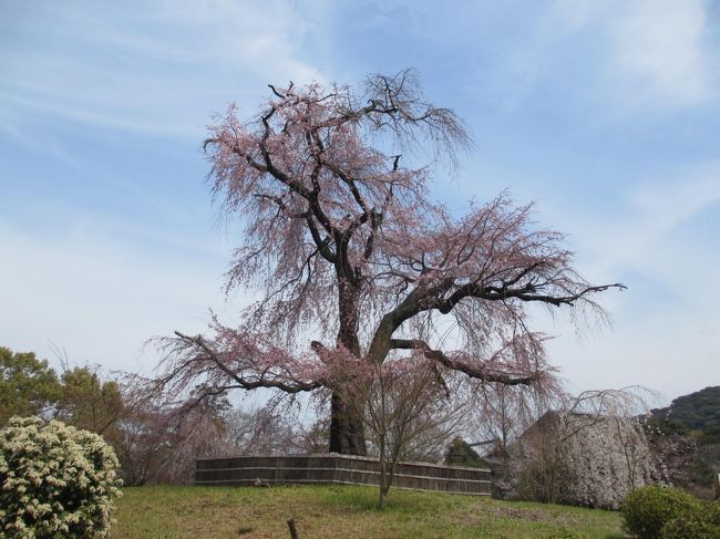 桜の開花情報を参考に今日は高台寺と祇園白川に散策に行きました。<br /><br />しだれ桜は見頃、ソメイヨシノはあと数日で満開になるでしょう。<br /><br />阪急河原町駅から散策、開始です。