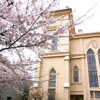 いまだ残る、桜の花を求めて。