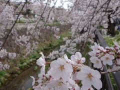 山崎川のお花見に，今年も行ってきました。とってもきれいでした。